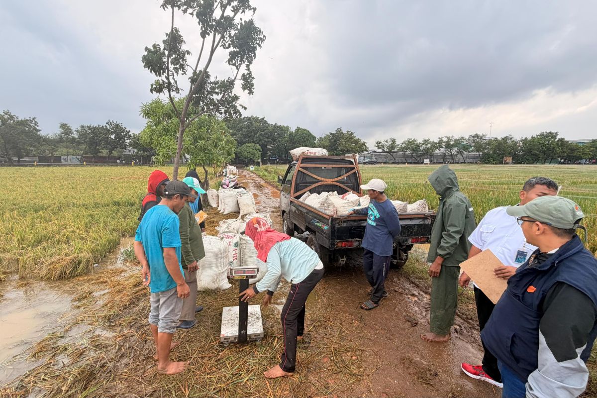 Bulog Jakarta-Banten records 69,042 tonnes of paddy absorption from farmers