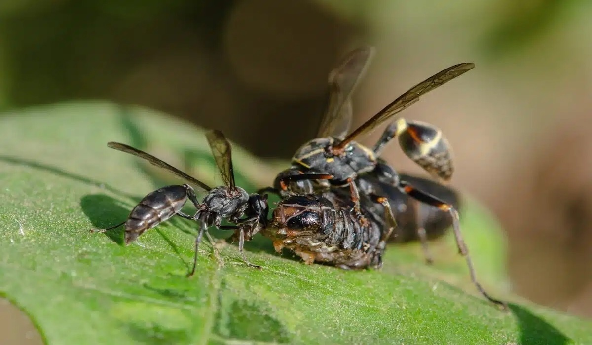 Bean Plants Call Predator Wasps to Combat Caterpillar Pests