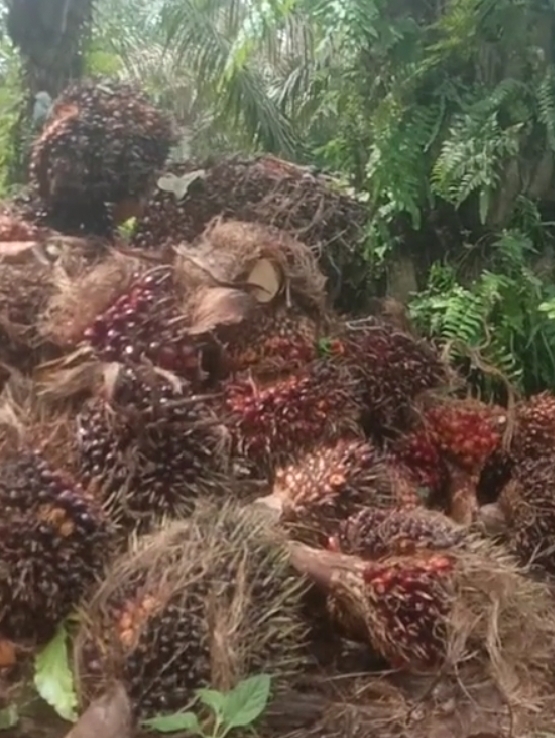 Growing Price Disparities in Palm Oil Trigger Calls for Increased Oversight