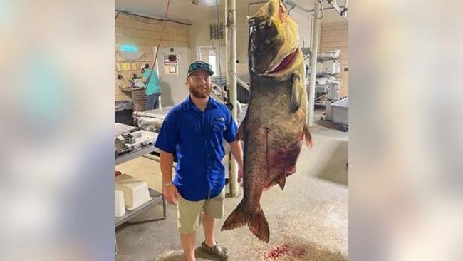 Similar to Catfish, European Carp are Now Being Hunted Extensively