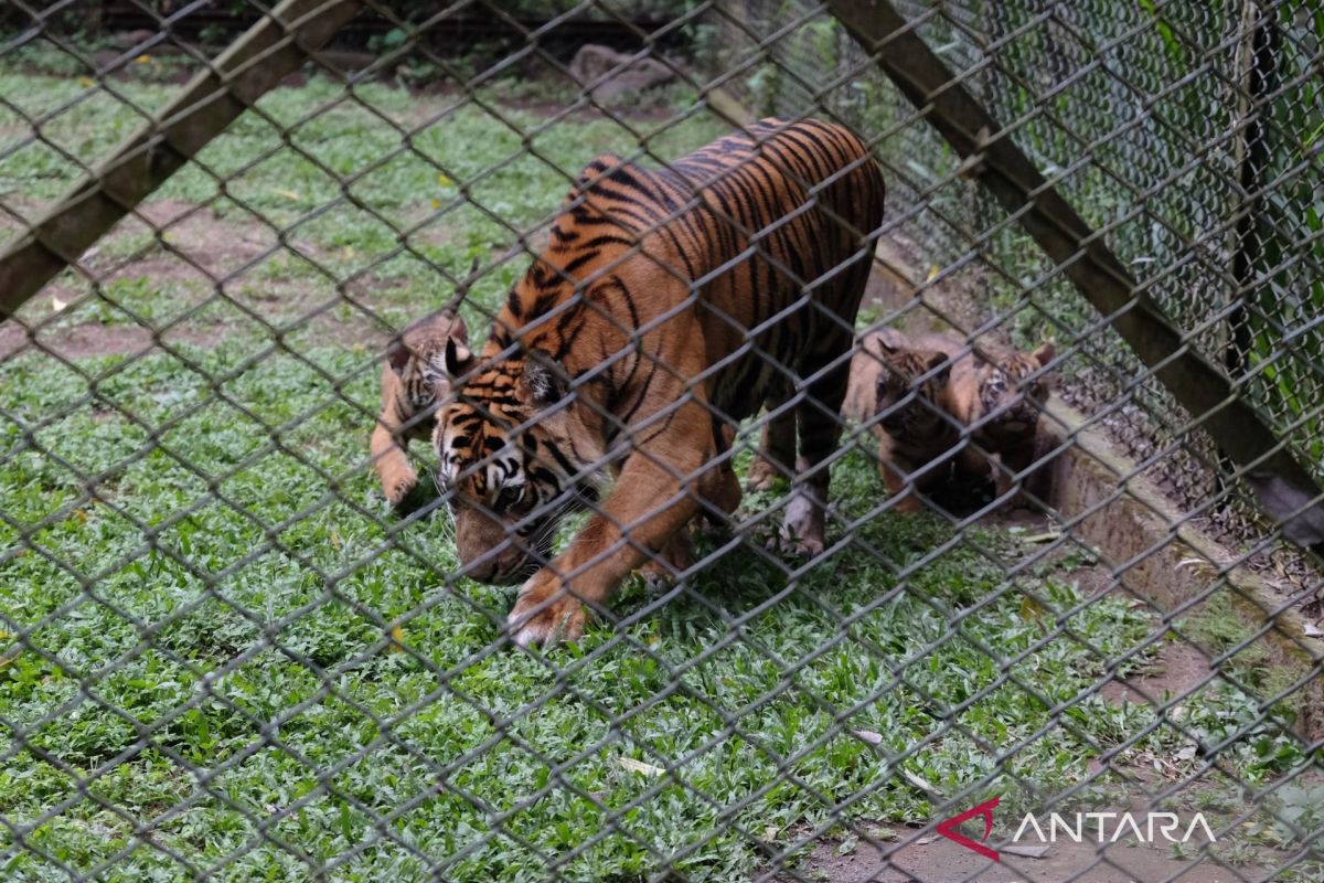 Taman Safari Indonesia welcomes four rare Sumatran tiger cubs