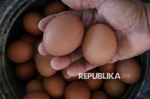 Egg Prices Drop, Government Deploys Free Nutritious Meal Programme to Absorb Poultry Production