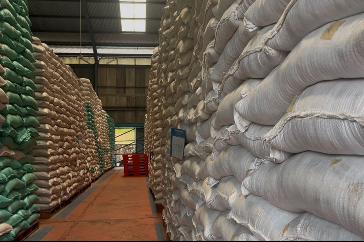 Bulog South Sumatra and Bangka Belitung Absorbs 99,466 Tonnes of Farmers' Paddy and Rice