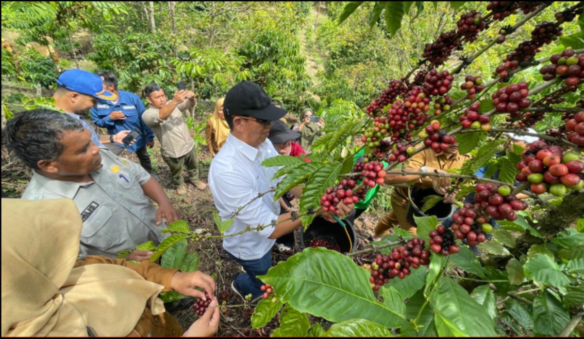 Sawahlunto Coffee Farmers Master Post-Harvest Processing After Mentoring