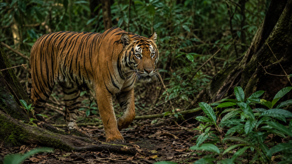 Sumatran Tigers Show Hope in Captivity, but Danger in the Wild