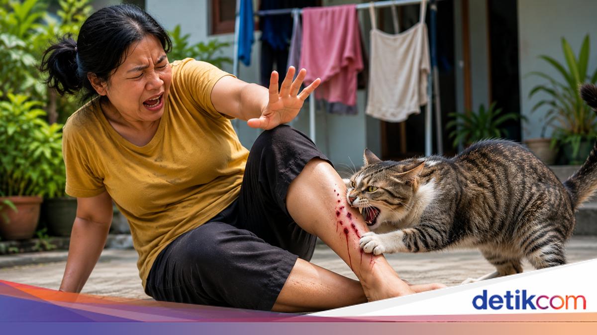 Jembrana Housewife Dies of Suspected Rabies After Stray Cat Bite