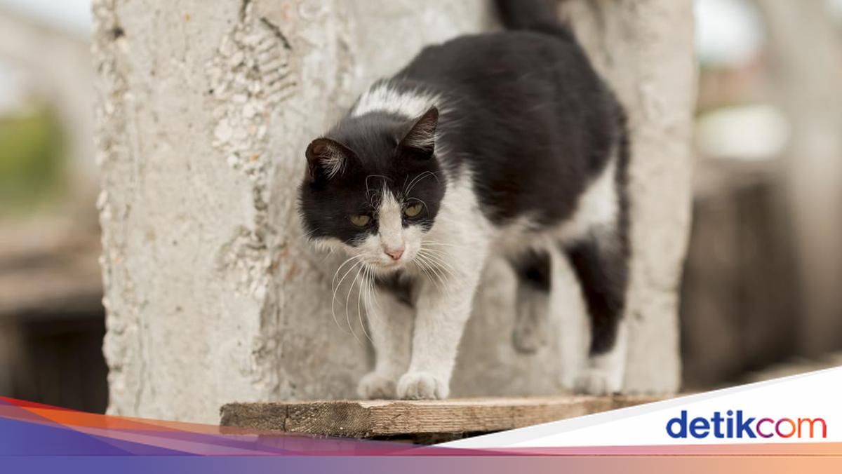 Woman in Jembrana, Bali, Dies After Being Bitten by a Rabies-Infected Feral Cat