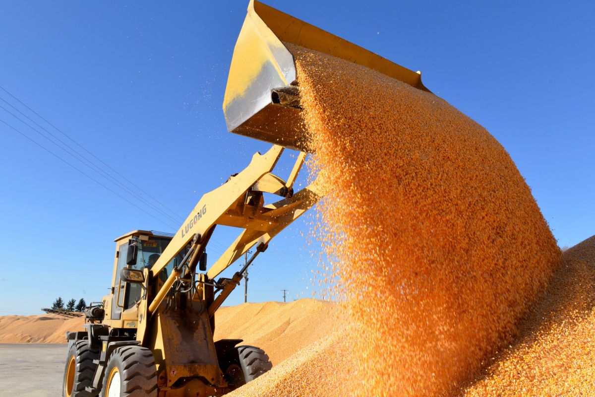 Chinese Scientists Develop High-Protein Maize for Animal Feed