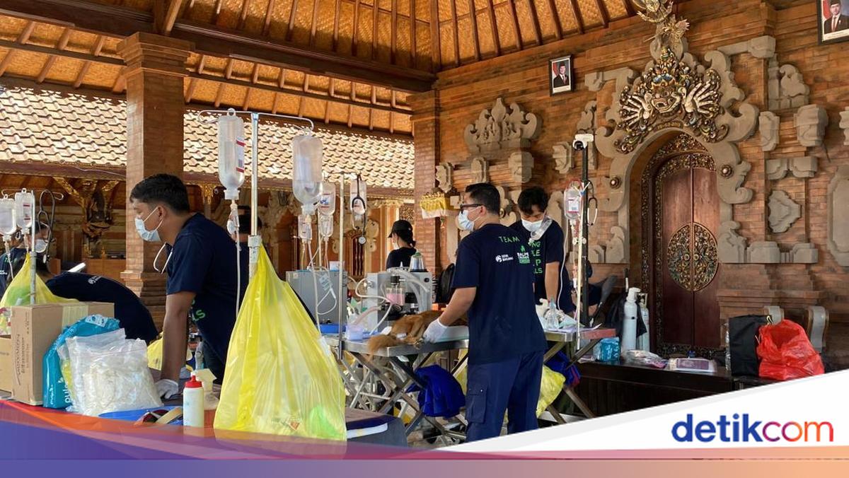 Rabies Fears Prompt Mass Pet Vaccination and Sterilisation Drive in Jembrana