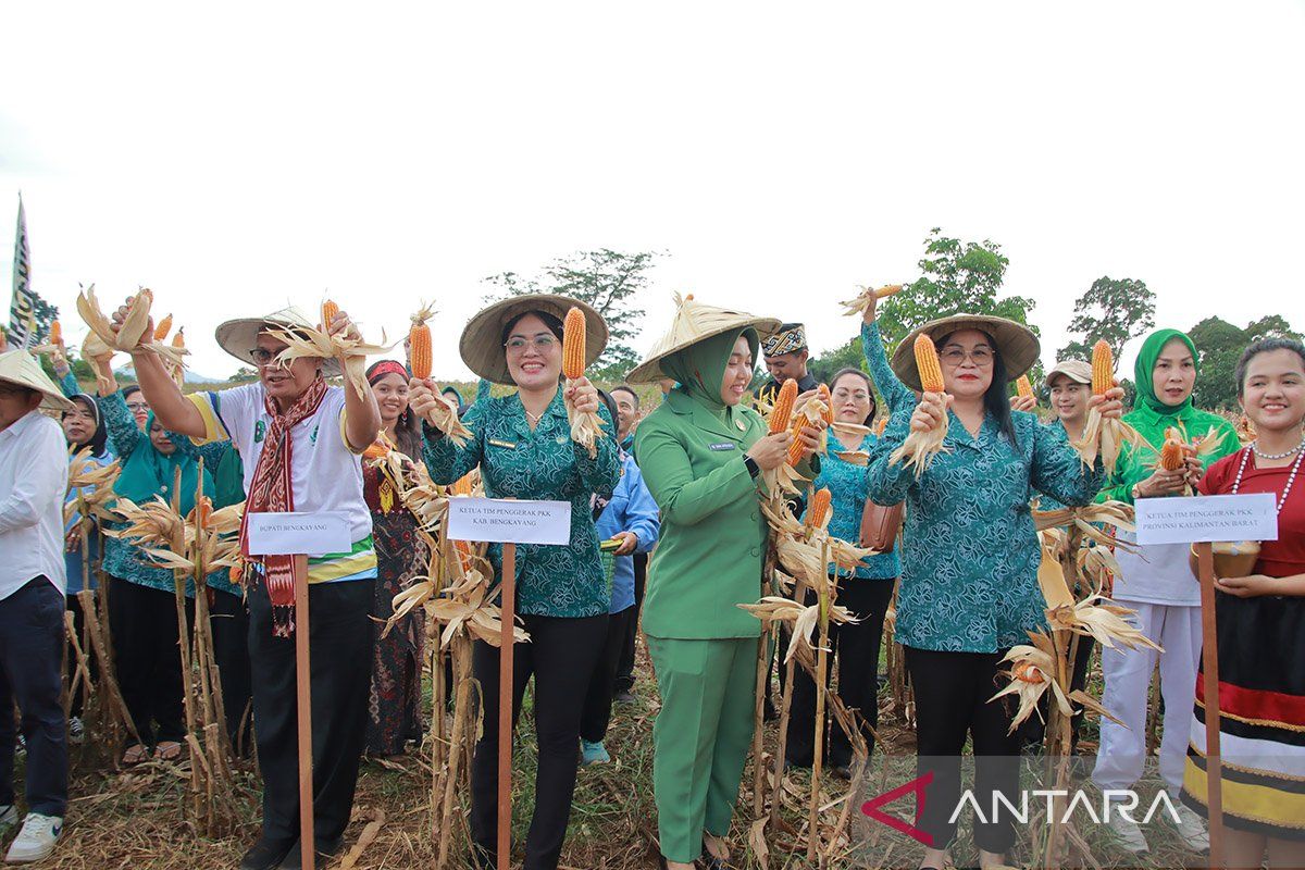 Maize Harvest in Bengkayang Strengthens Family Food Security
