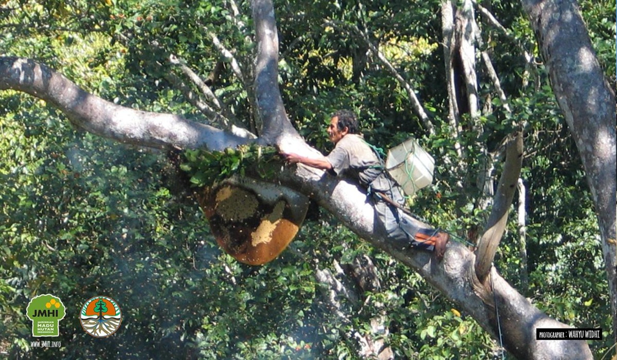 New Book 'Bees and Trees' Highlights Symbiotic Link Between Honey Bees and Tropical Forests