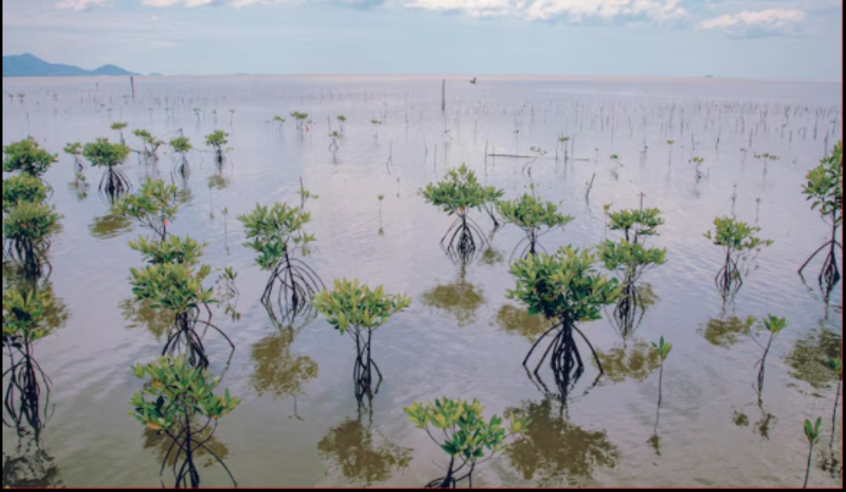 Mangrove Planting via Donations and Interactive Games