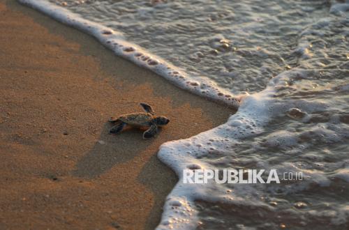 Turtle Educational Tourism in Sambas Promotes Hatchling Conservation Awareness