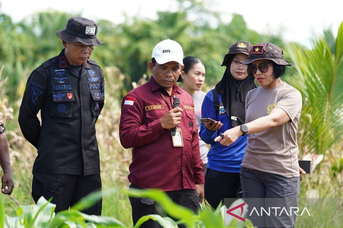 West Papua BRMP develops maize seeds to expand planting to 200 hectares