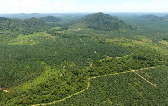 Indonesia's Forestry Sector Explores Global Partnerships for Sustainable Growth