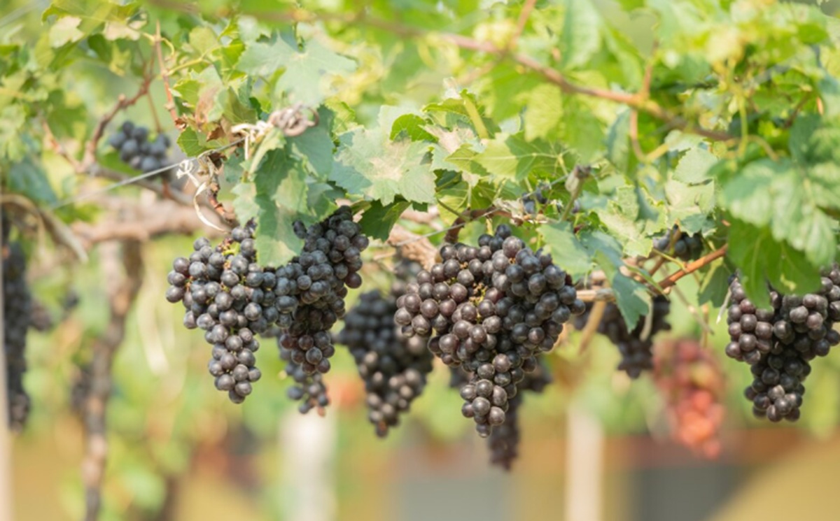 Global Warming Forces Wine Producers to Change Grape Varieties to Survive