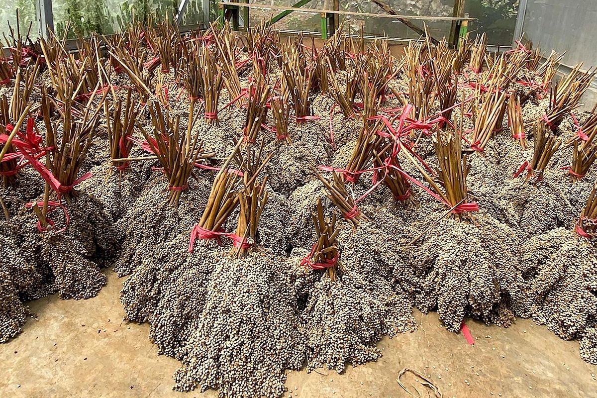 Kaliandra and Sorghum Projected to Support Future Bioenergy