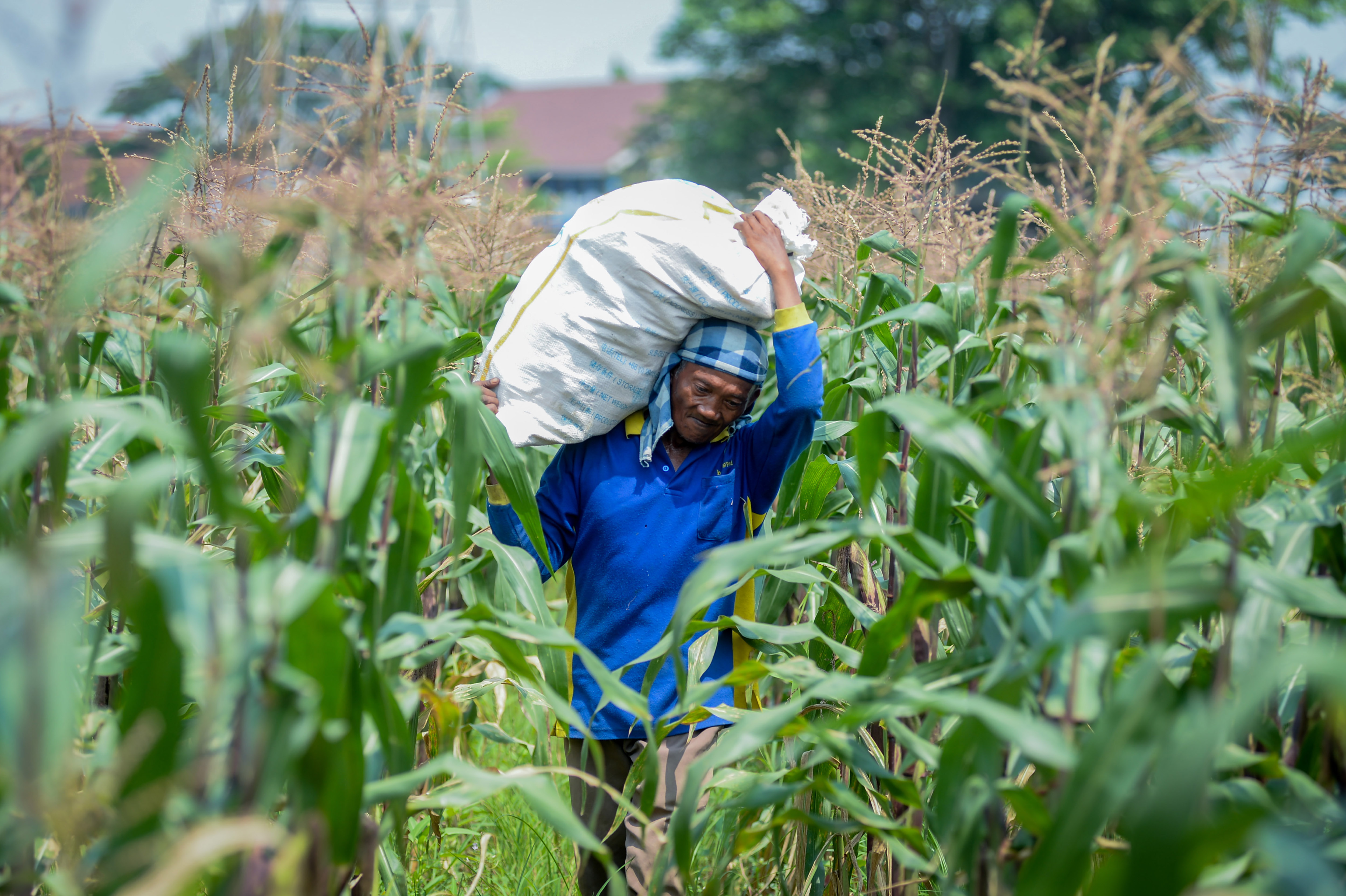 Tangerang Intensifies Integrated Farming System to Strengthen Food Security