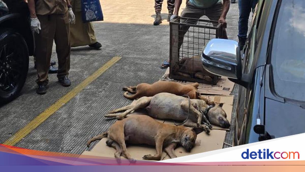 Hundreds of Dogs Seized After Boy Killed in Attack in Bogor, 4 Found Dead