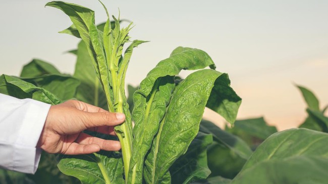 Tobacco Industry as a Real Example of Downstreaming, Balanced Policy Needed