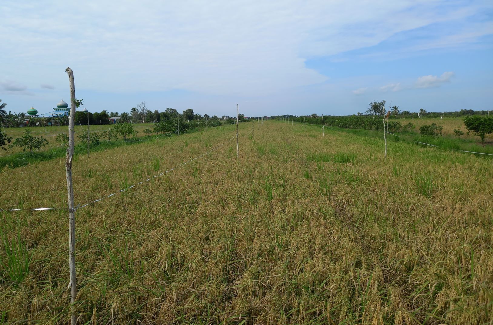 Government Tightens Supervision of Rice Field Expansion Programme in Kalimantan