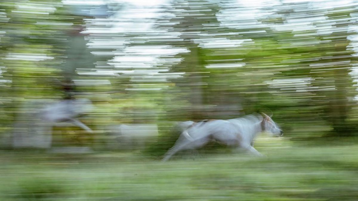 43 Hunters Questioned by Police Following Death of Boy Attacked by Dog in Bogor