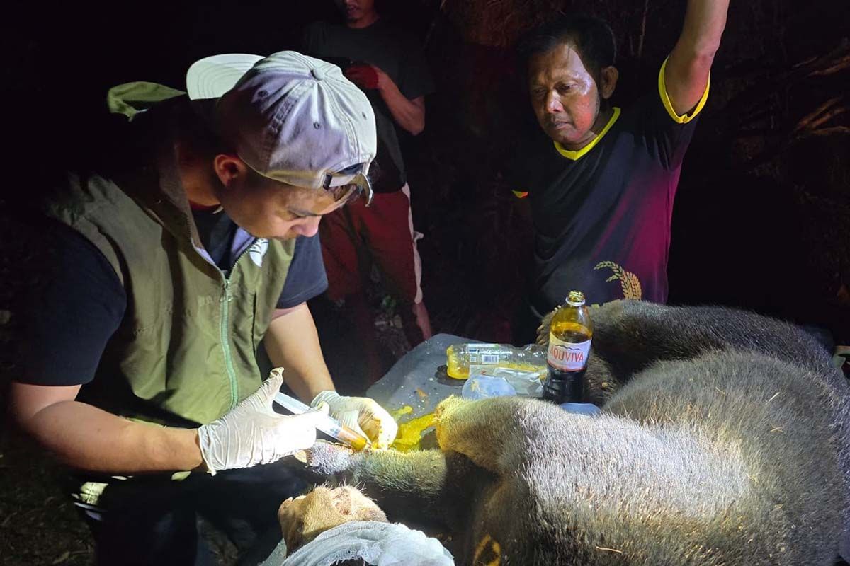 BKSDA Releases Sun Bear Previously Trapped in Aceh Jaya