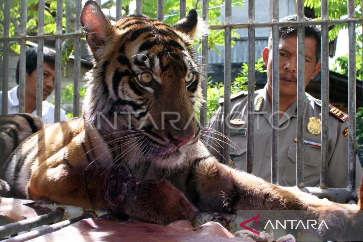 BKSDA deploys team to manage Sumatran tiger sightings in residential areas