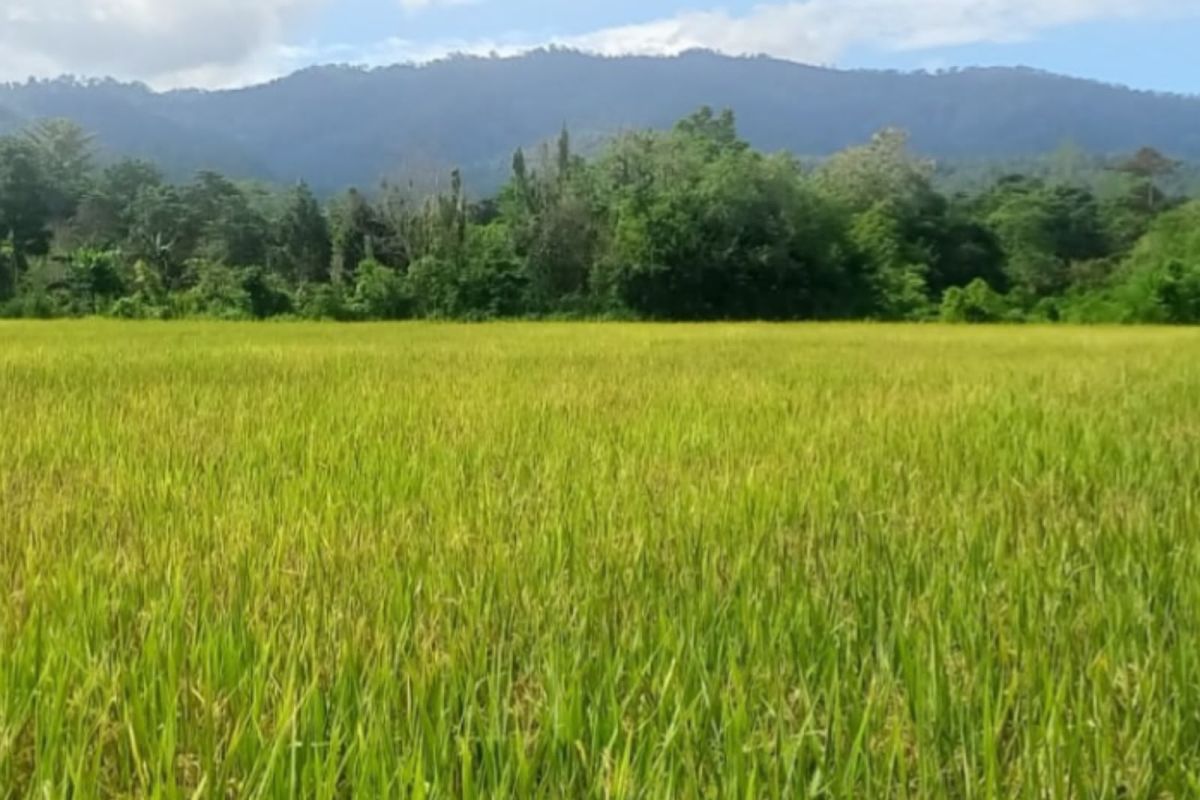 BBRMP Maluku Monitors Lowland Rice Seed Production in West Seram