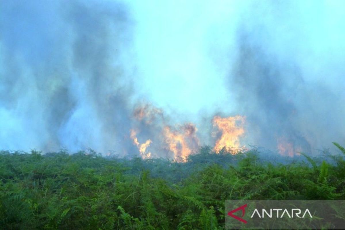 BPBD: 29.1 Hectares of Land Burnt in West Aceh