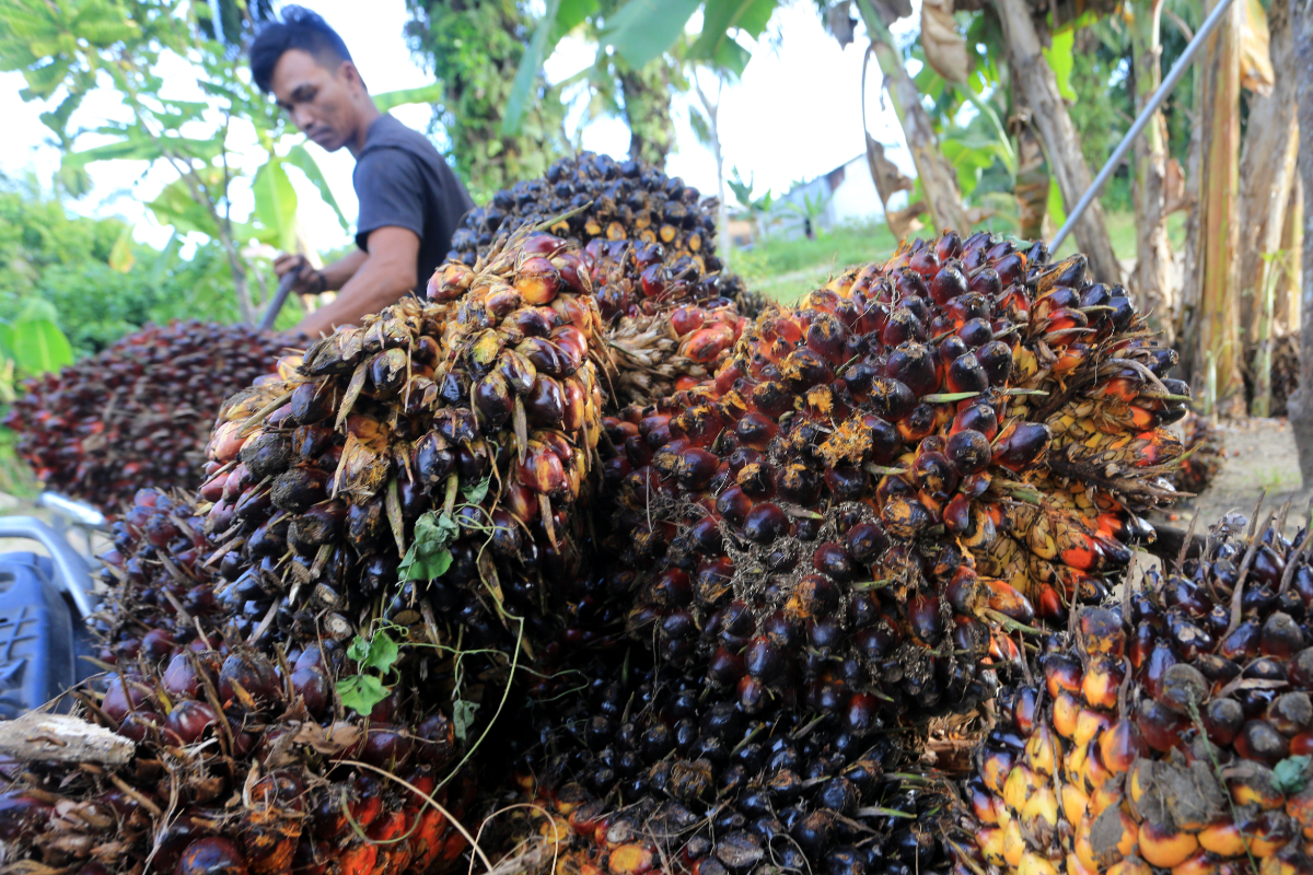 GAPKI: Uncertainty Over Single-Door Export Policy Pressures CPO and Palm Oil FFB Prices