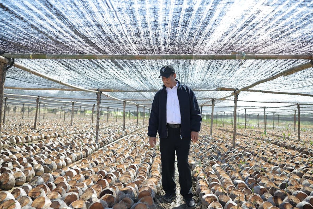 Government prepares 280 million cocoa and coconut seedlings for plantations