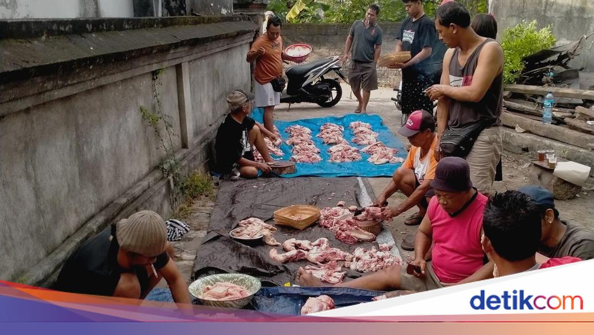 Demand for 2,413 Pigs for Galungan Festival: Badung Deploys 172 Officers to Anticipate ASF
