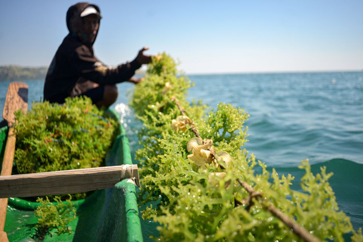 A Look at Seaweed Cultivation on Ontoloe Island, NTT