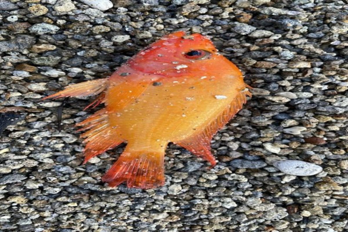 USU Expert: Controlling Red Devil Fish Essential to Protect Lake Toba Ecosystem
