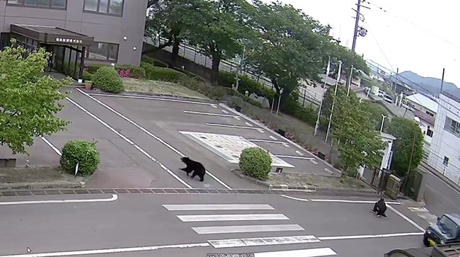 Bear Sightings Cause Concern in Japan, 94 Schools Closed