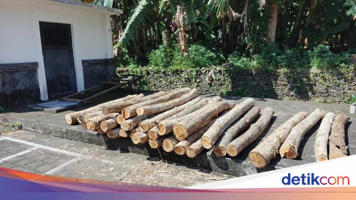 Man from Jembrana Arrested for Illegal Logging in Klatakan Forest