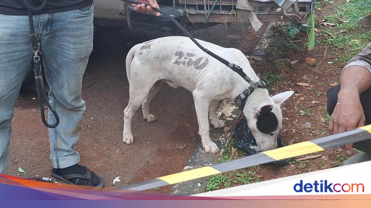 Police Investigate Potential Additional Suspects in Case of Child Killed by Dog Attack