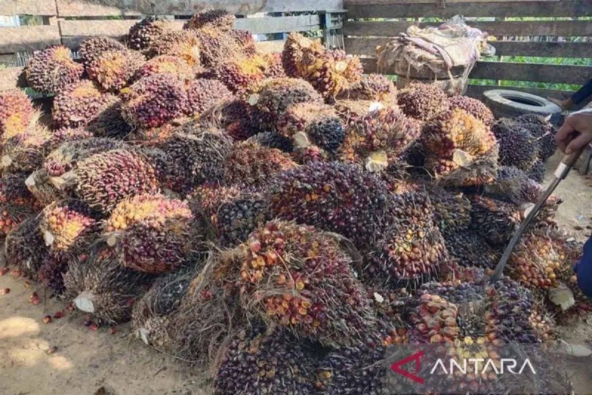 Trade Ministry: New palm oil export rule emphasises role of SOE exporters