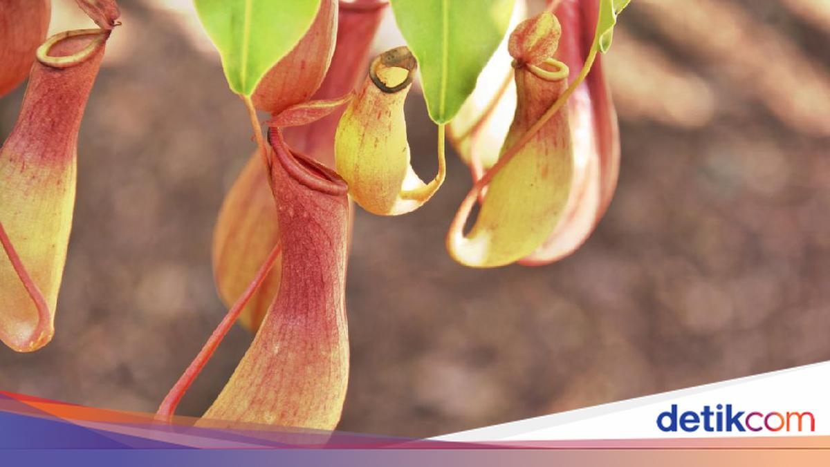 Pitcher Plant Thief Strikes Twice at Bogor Botanical Gardens, Claims Plants Were for Personal Collection