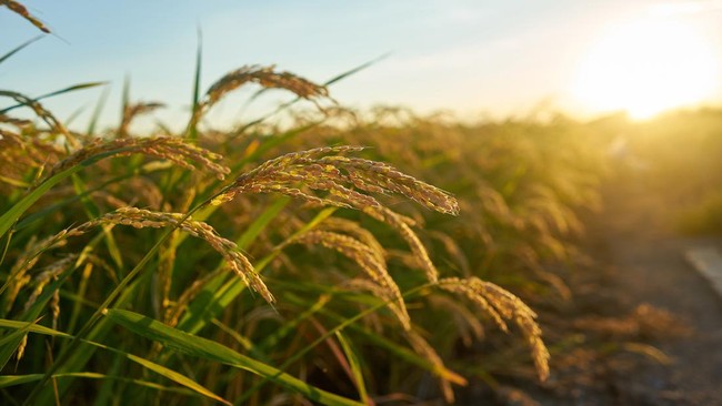 Feeding 10 Billion: AI Forced to 'Work' in the Fields
