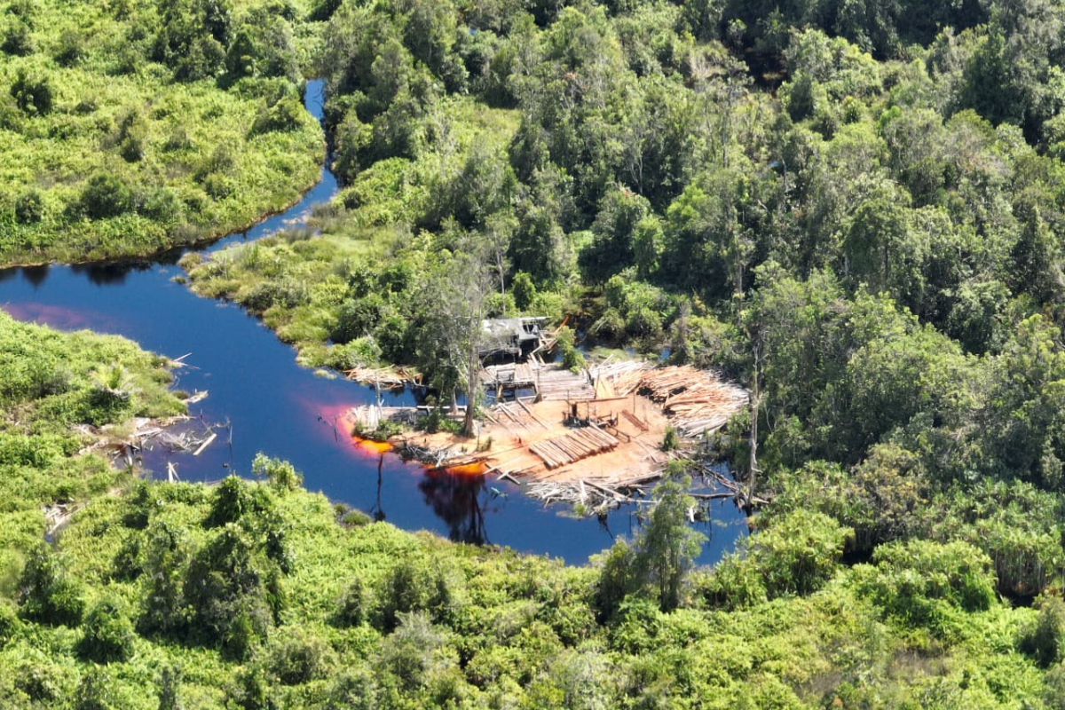 Forestry Ministry Seizes 70 Illegal Logs in East Kotawaringin
