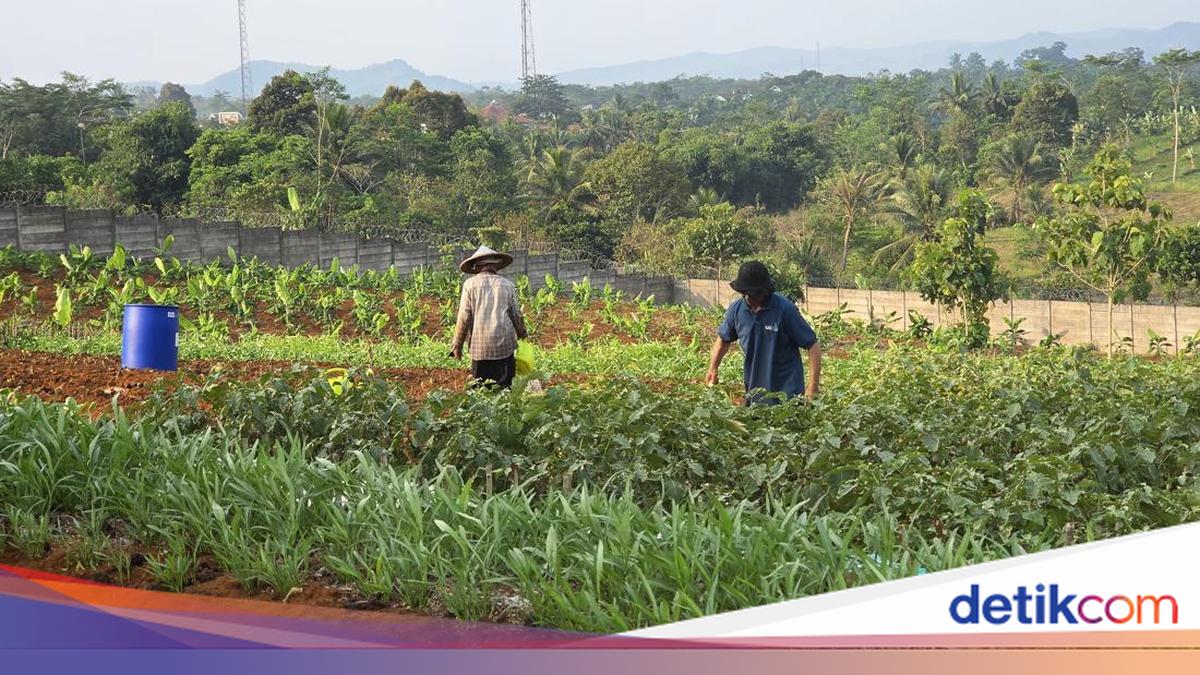 Warungkiara Prison's Agricultural Produce Reaches Markets in Bandung and Tangerang