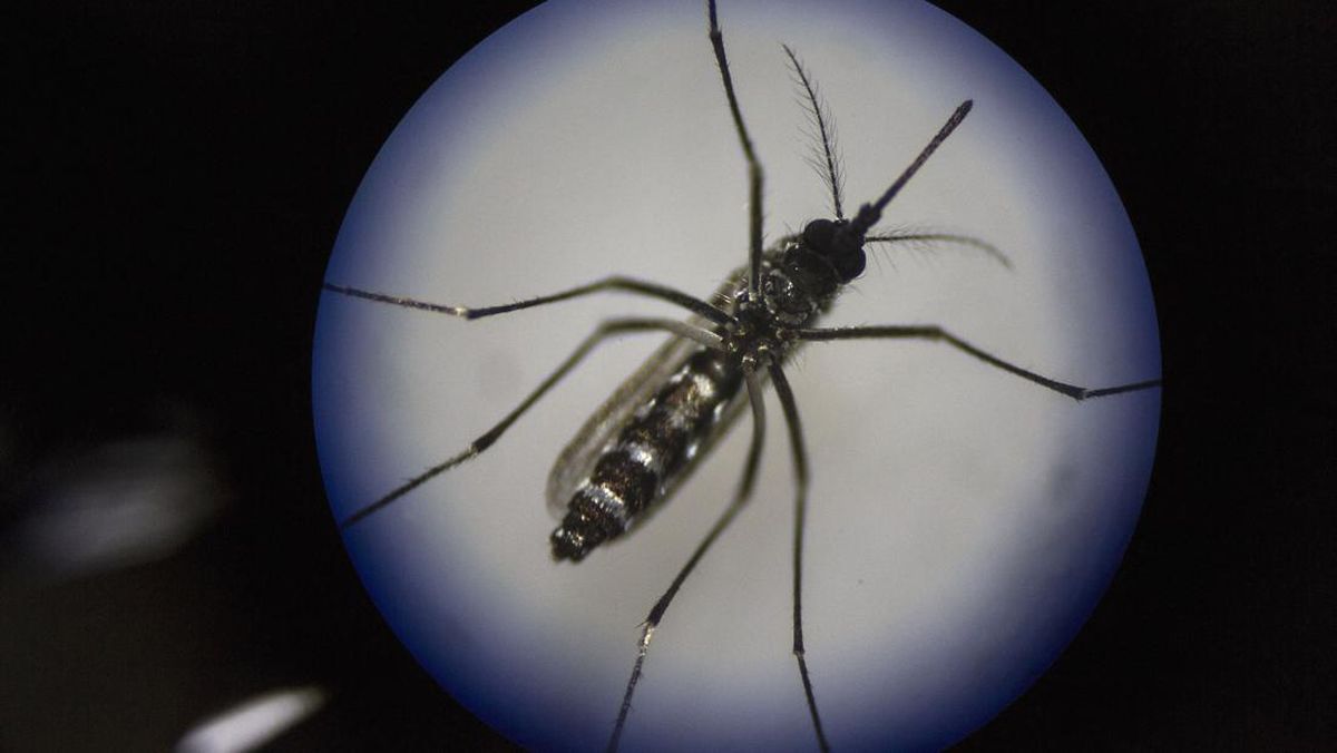 Dengue Cases in Jakarta's Kembangan Drop 60% After Wolbachia Trial