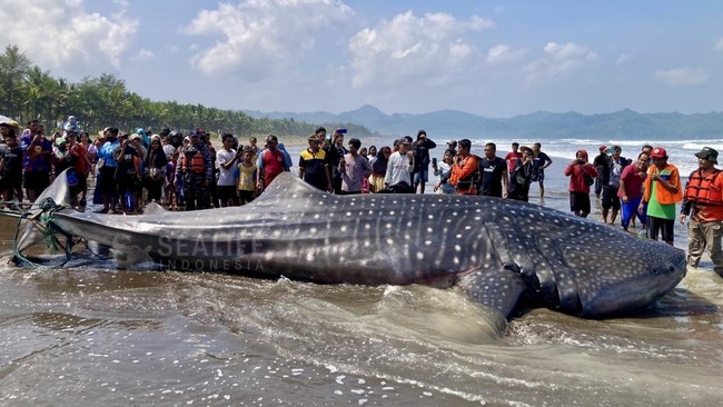 Whale Sharks Repeatedly Stranded on Java's Coast Amid Worsening Environmental Conditions