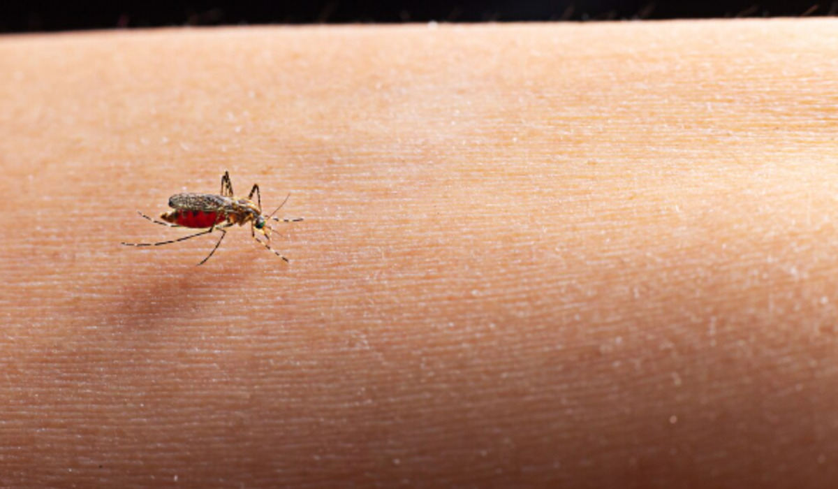 A New Map of Tropical Diseases Amid Climate Change: Why Dengue and Malaria Are Reaching Colder Regions