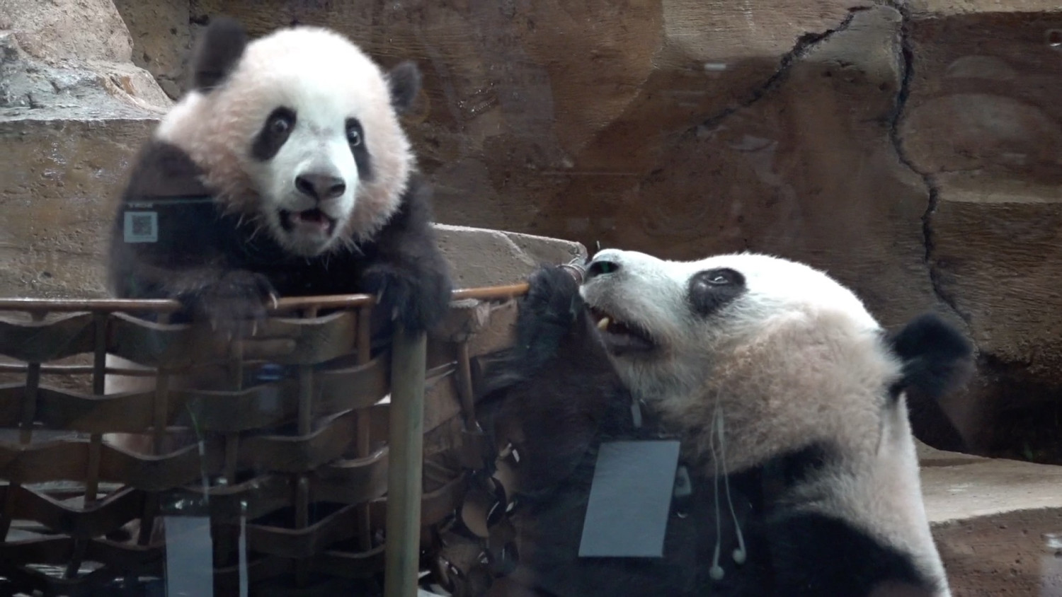 After six months, Indonesia's first baby panda makes public debut