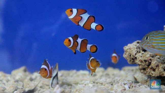 Oceans in Deepening Crisis, Latest Evidence Reveals