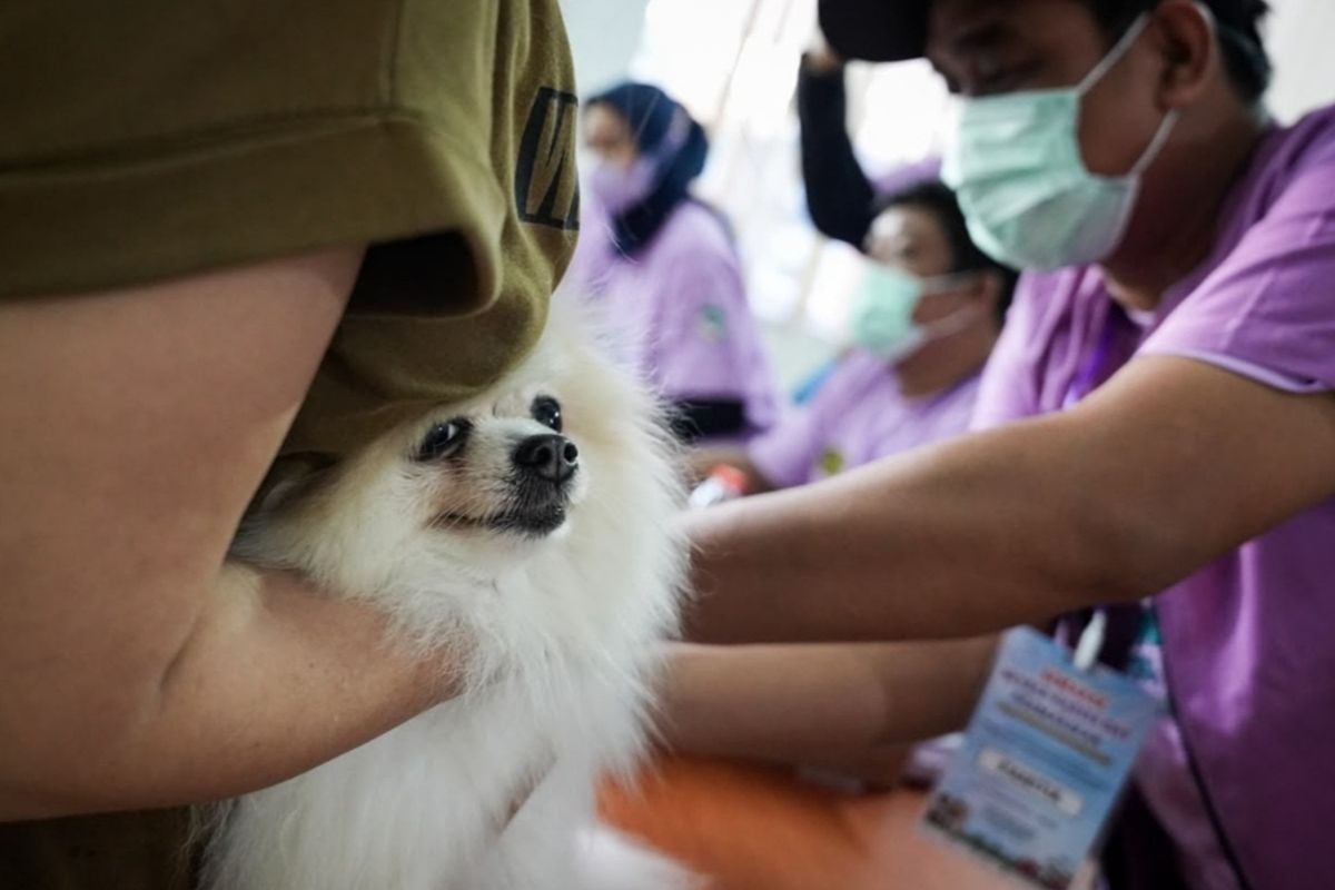 West Jakarta rabies vaccination realisation reaches 40.48 per cent