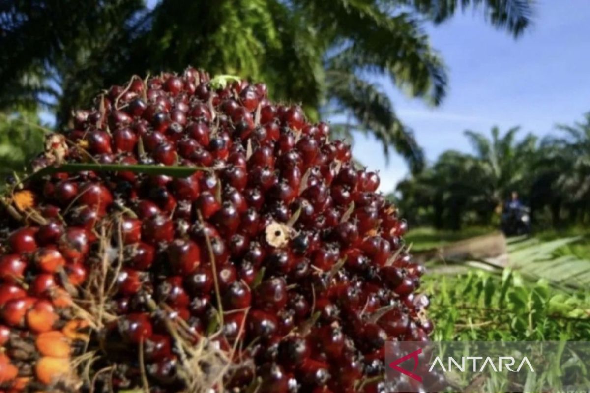 Riau Independent Smallholders' FFB Price Rallies to Rp3,674.93 per kg